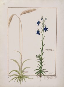 Épi de maïs et Cyminum Sylvestre, illustration du Livre des simples médecines par Mattheaus Platearius, c.1470 - Robinet Testard